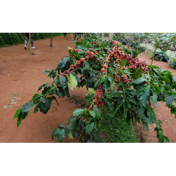 KAWA sadzonka duża oryginał - sadzonki 10 / 15 cm